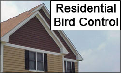 Residential Bird Control